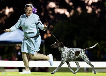 German Shorthaired Pointer for sale by GYOZTES