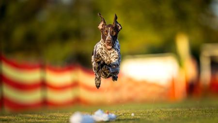 German Shorthaired Pointer for sale by GYOZTES