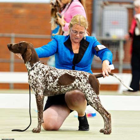 German Shorthaired Pointer for sale by GYOZTES