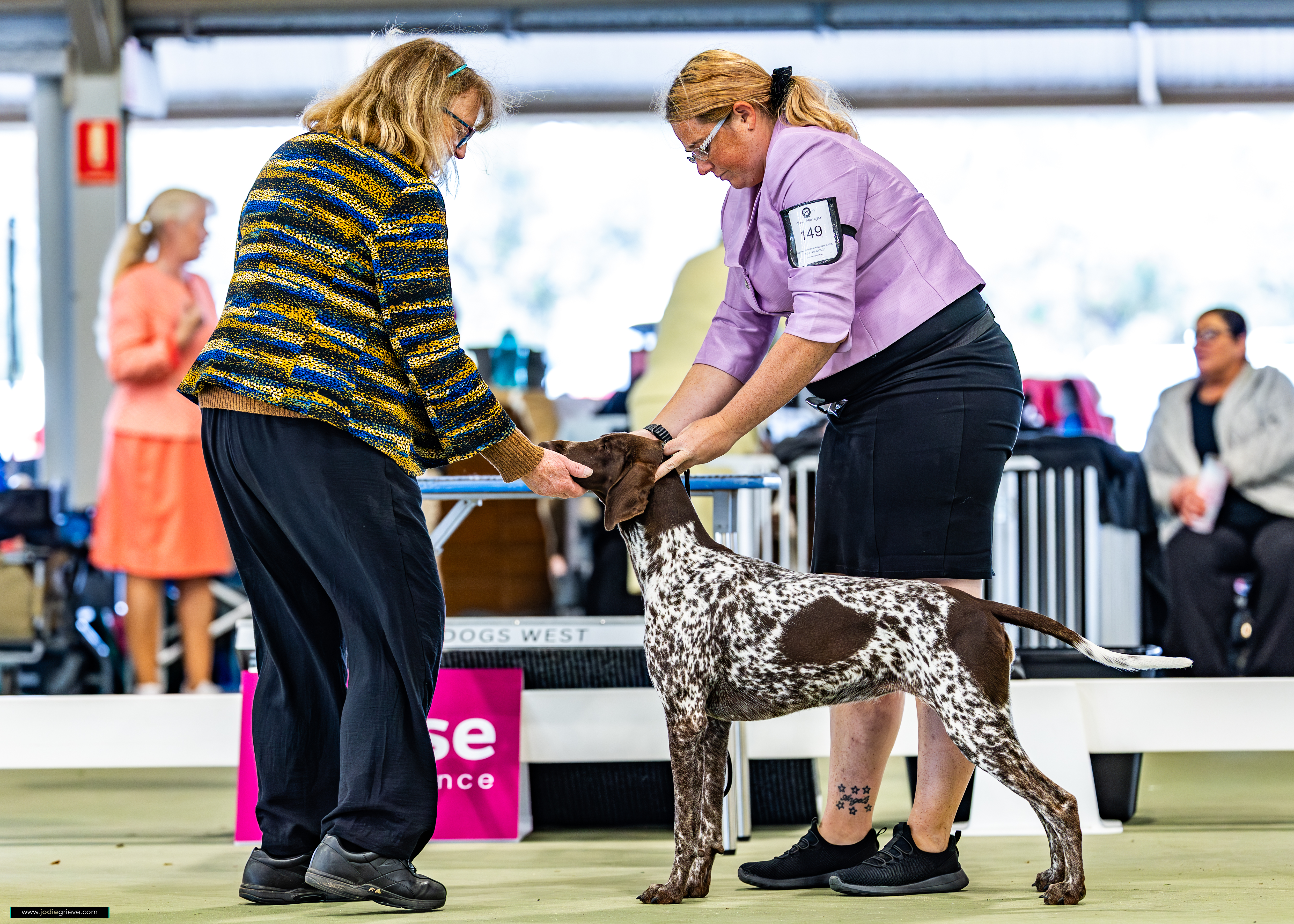 German Shorthaired Pointer for sale by GYOZTES