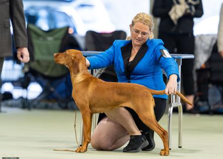 Hungarian Vizsla for sale by GYOZTES