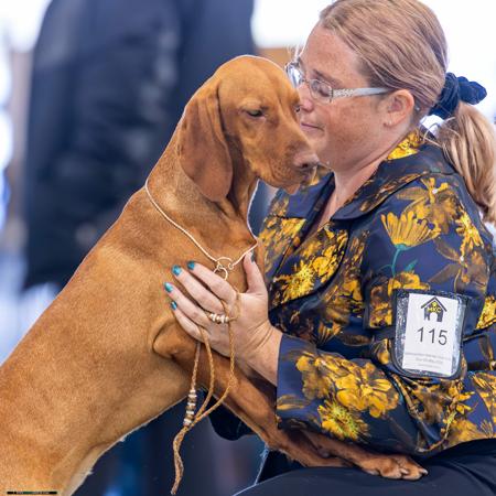Hungarian Vizsla for sale by GYOZTES