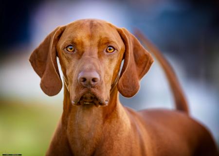 Hungarian Vizsla for sale by GYOZTES