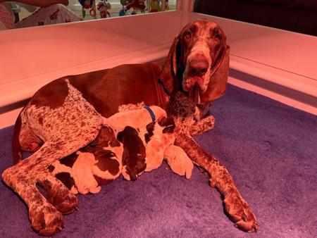 Bracco Italiano puppy for sale by MISSUSAM