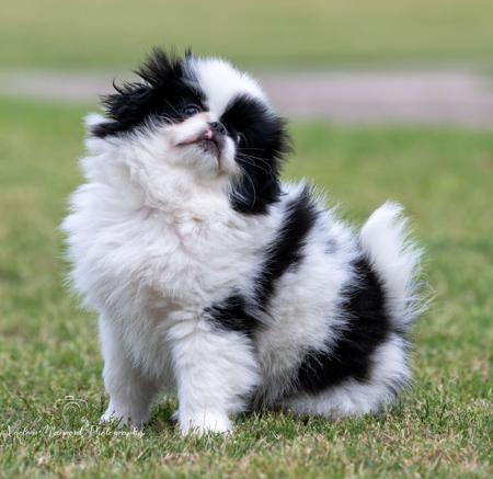 Japanese Chin for sale by IRISHSETTER2015
