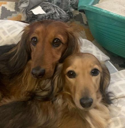 Dachshund (Miniature Long Haired) for sale by AMARILLOW