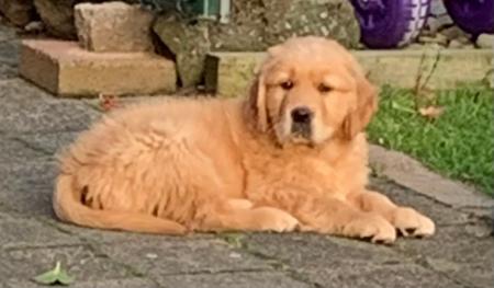 Golden Retriever for sale by MAIZEHILL
