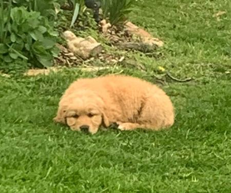 Golden Retriever for sale by MAIZEHILL