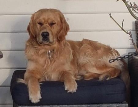 Golden Retriever for sale by MAIZEHILL