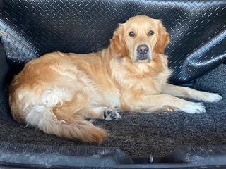 Golden Retriever for sale by MAIZEHILL