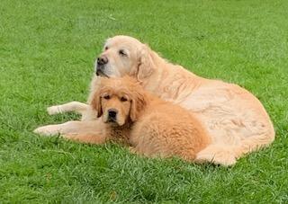 Golden Retriever for sale by MAIZEHILL