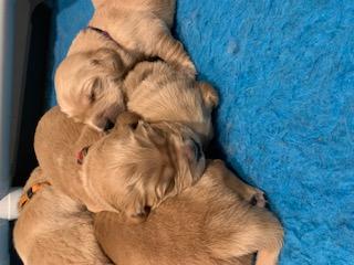 Golden Retriever for sale by MAIZEHILL