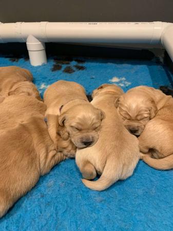 Golden Retriever for sale by MAIZEHILL
