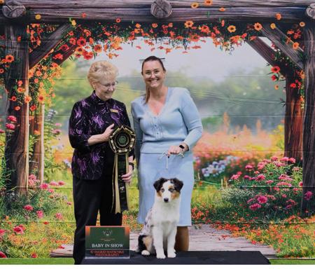 Miniature American Shepherd for sale by BRWENVI