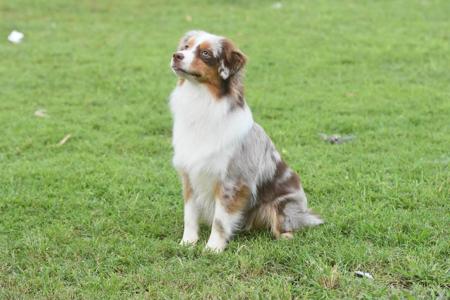 Miniature American Shepherd for sale by BSTRIDGE