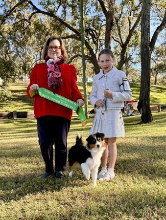 Miniature American Shepherd for sale by BSTRIDGE