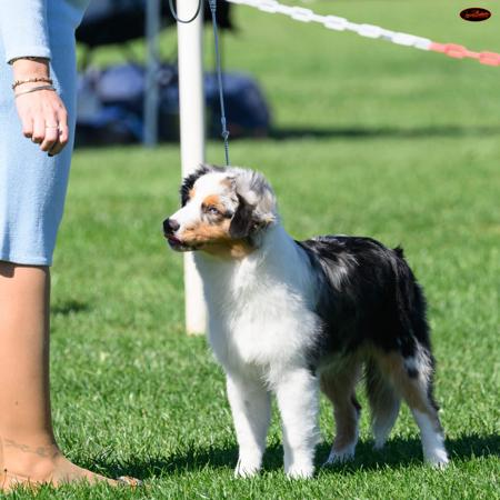 Miniature American Shepherd for sale by BSTRIDGE