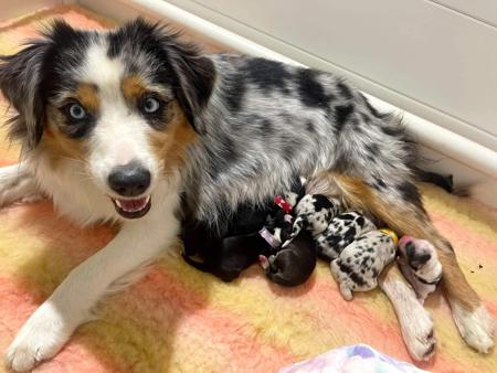 Miniature American Shepherd for sale by BSTRIDGE