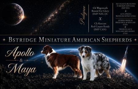 Miniature American Shepherd puppy for sale by BRWENVI