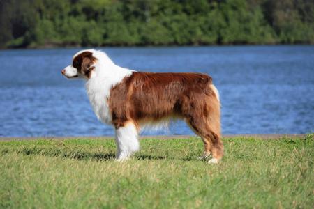 Wagontails Etche’d in Style (IMP NZ) Miniature American Shepherd