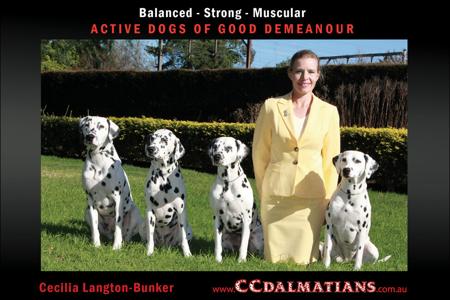 Dalmatian for sale by BONLEIGH