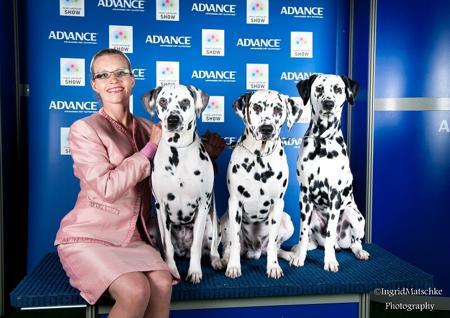 Dalmatian for sale by CCDALS