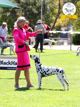 Dalmatian for sale by CCDALS