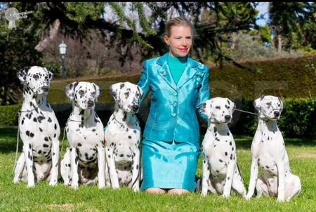 Dalmatian for sale by CCDALS