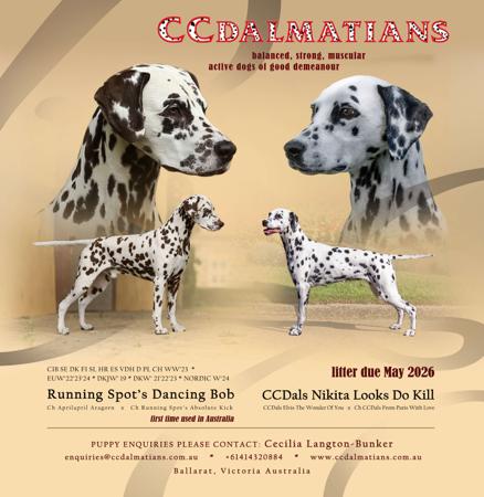 Dalmatian puppy for sale by BONLEIGH