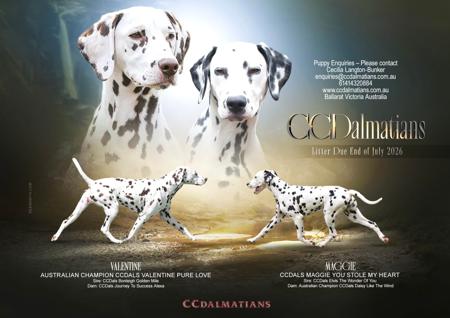 Dalmatian puppy for sale by BONLEIGH