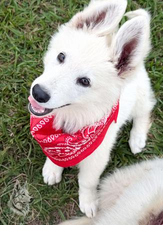 White Swiss Shepherd Dog puppy for sale by SHEERAI