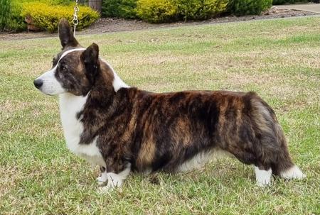 Welsh Corgi (Cardigan) for sale by BETHWYN