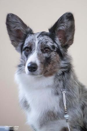 Welsh Corgi (Cardigan) for sale by BETHWYN