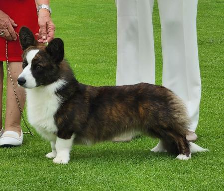 Welsh Corgi (Cardigan) for sale by BETHWYN