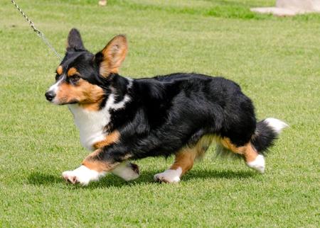 Welsh Corgi (Cardigan) for sale by BETHWYN