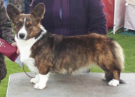 Welsh Corgi (Cardigan) for sale by BETHWYN