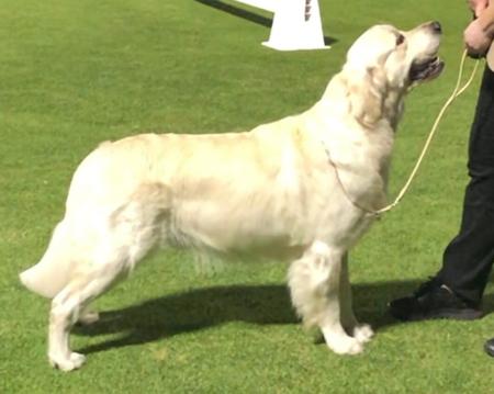 Golden Retriever for sale by WATERLY