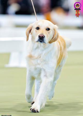 Golden Retriever for sale by WATERLY