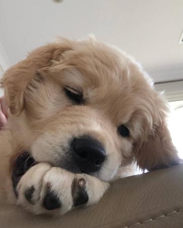 Golden Retriever for sale by WATERLY