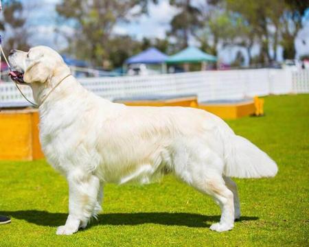 Golden Retriever for sale by WATERLYGOLDENS