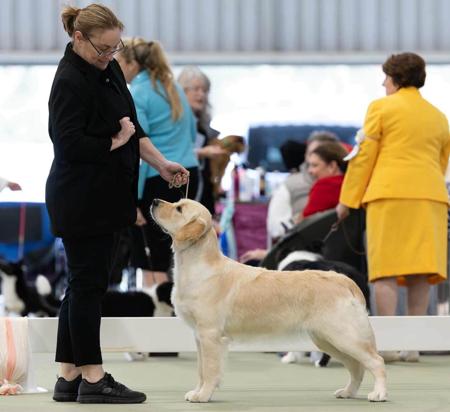 Golden Retriever for sale by WATERLY