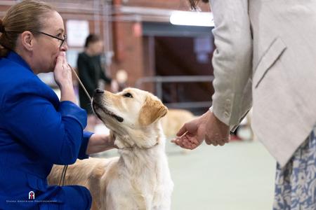 Golden Retriever for sale by WATERLY