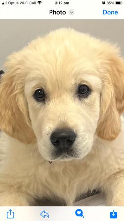 Golden Retriever for sale by WATERLY