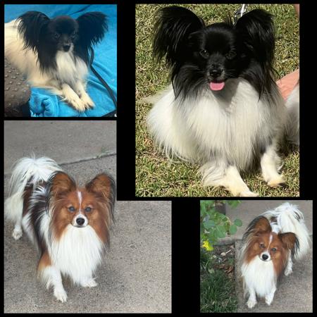 Papillon for sale by DORGENTO
