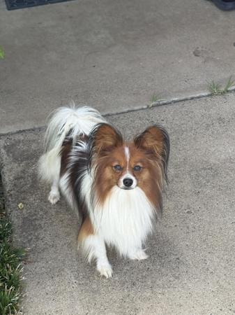 Papillon for sale by DORGENTO