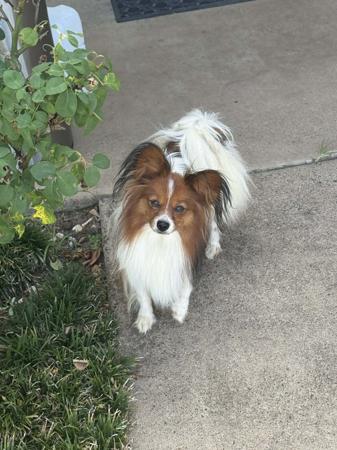 Papillon for sale by DORGENTO