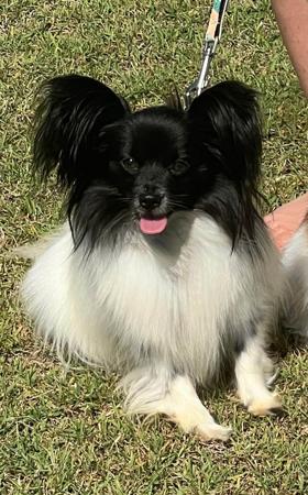 Papillon for sale by DORGENTO