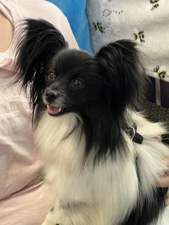 Papillon for sale by DORGENTO