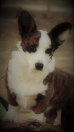 Welsh Corgi (Cardigan) for sale by KALORA