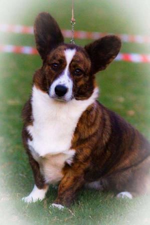 Welsh Corgi (Cardigan) for sale by KALORA